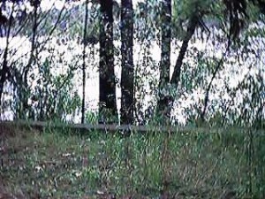 boyscout4