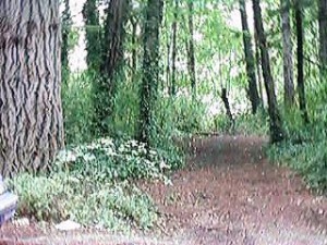lakelois1