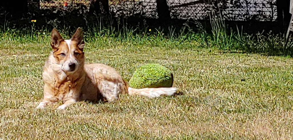photo of dog laying in grass with plush toy