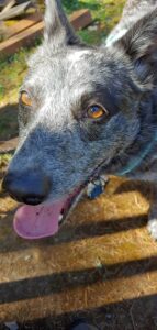 Close up photo of Nattai a Blue Heeler cattle dog panting.